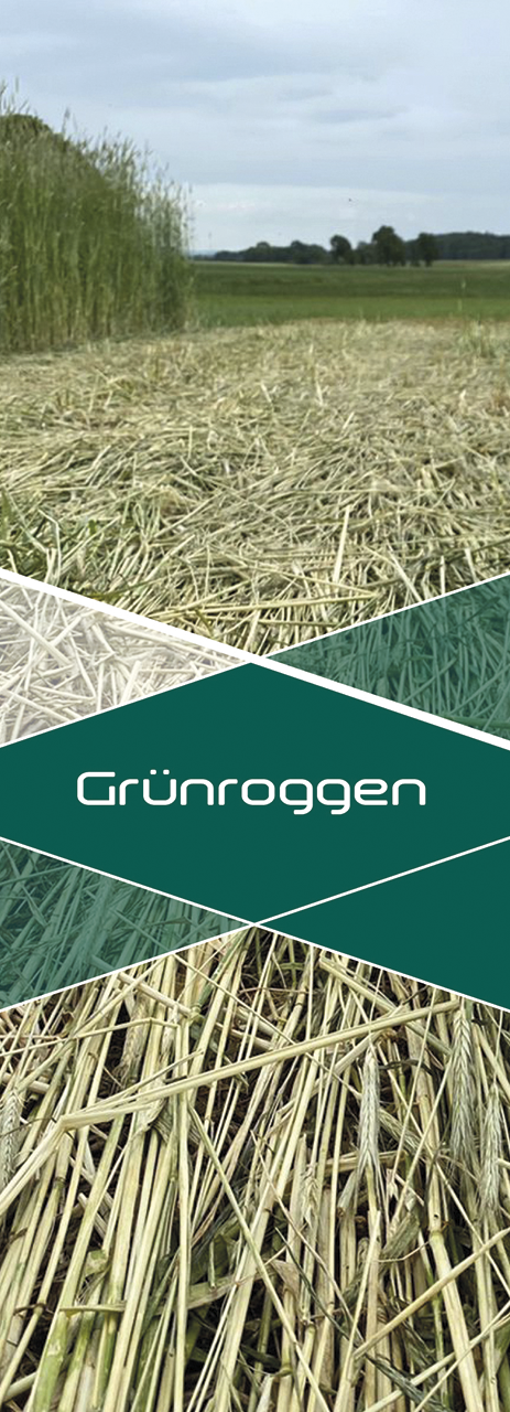 Grünroggen innoMADE Messerwalze