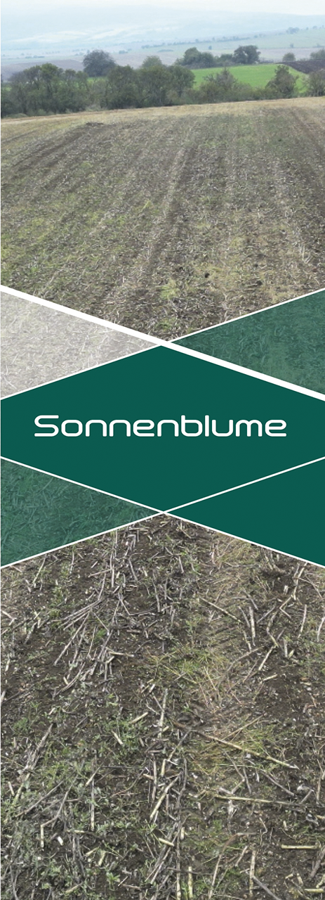 Sonnenblume innoMADE Messerwalze