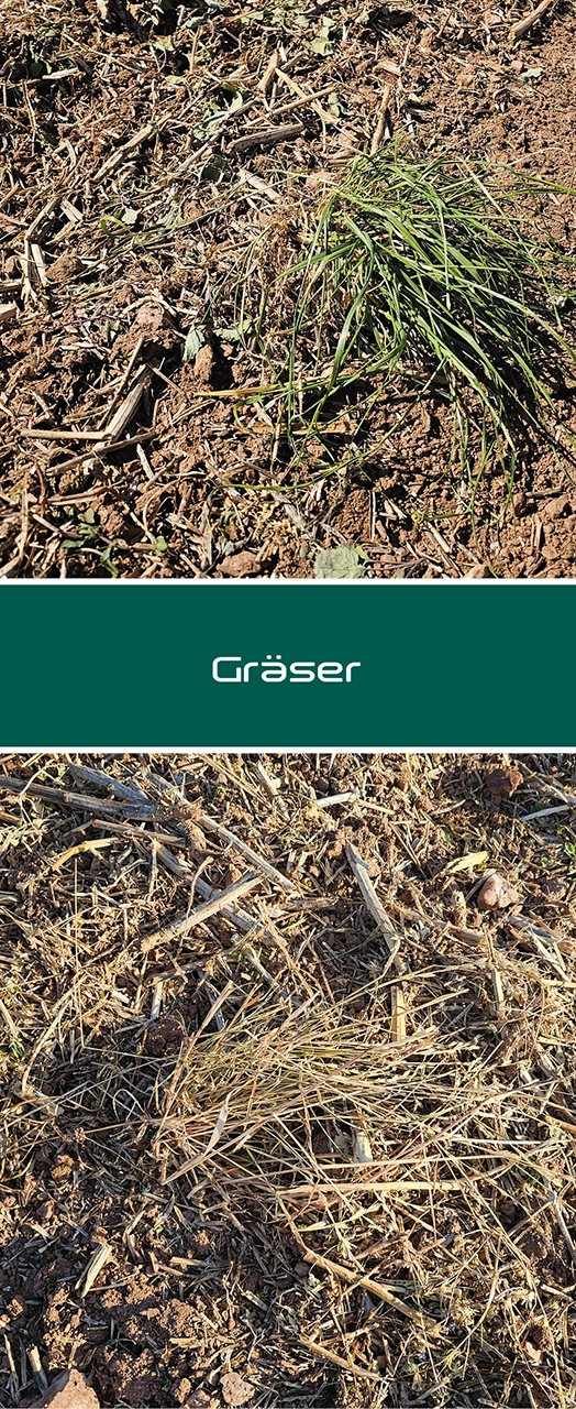 Raps innoMADE Messerwalze