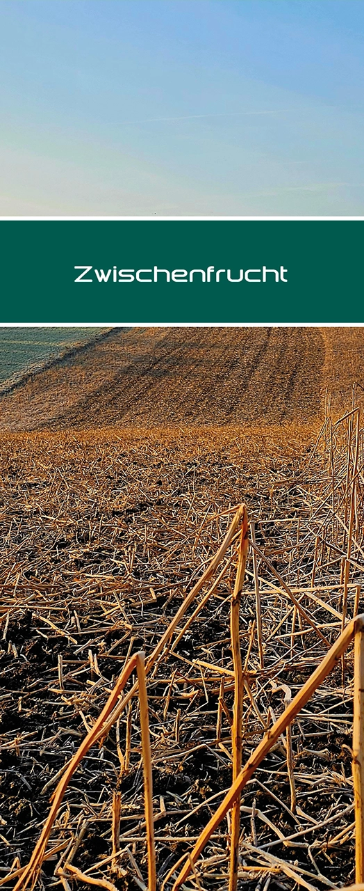 Grünroggen innoMADE Messerwalze